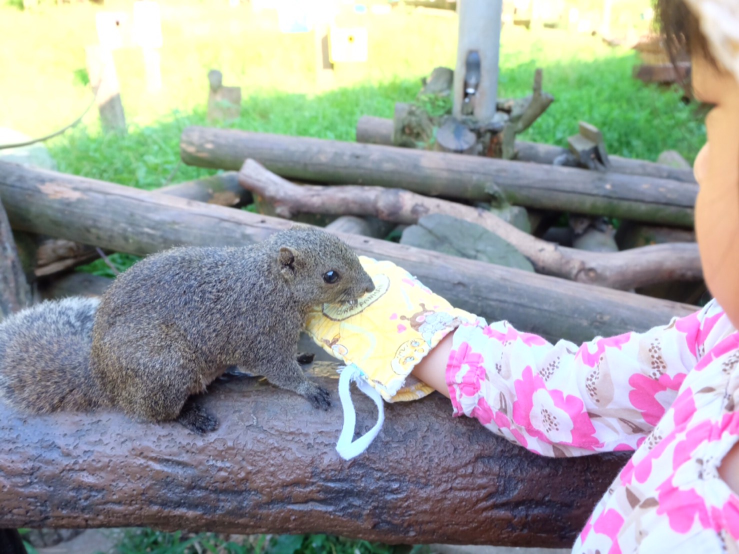 町田リス園 のエサやり体験で可愛いリスとお友達に コラム 子どもとおでかけ